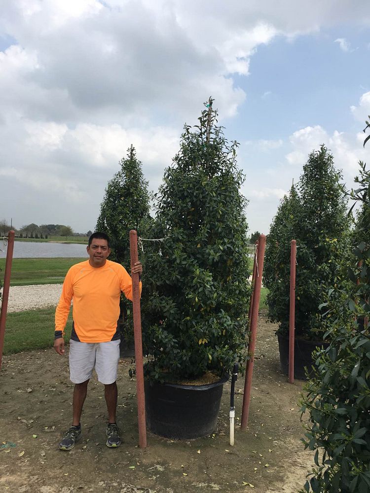 ilex-x-attenuata-eagleston-holly-eagleston-holly