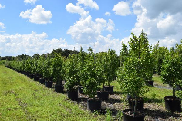 ilex-x-attenuata-eagleston-holly-eagleston-holly