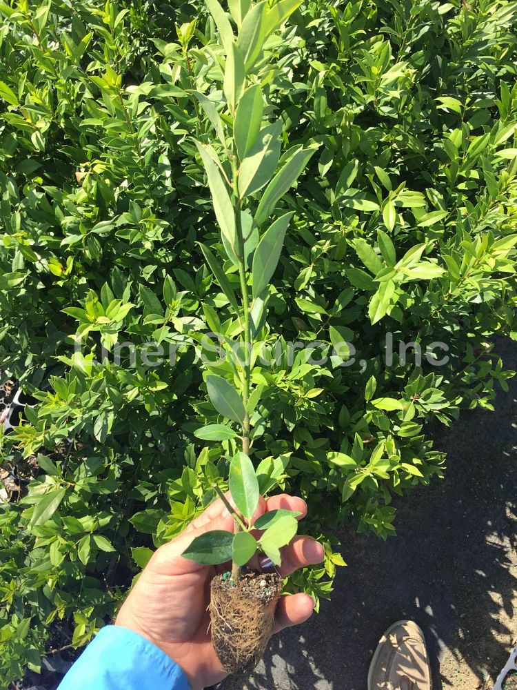 ilex-x-attenuata-eagleston-holly-eagleston-holly
