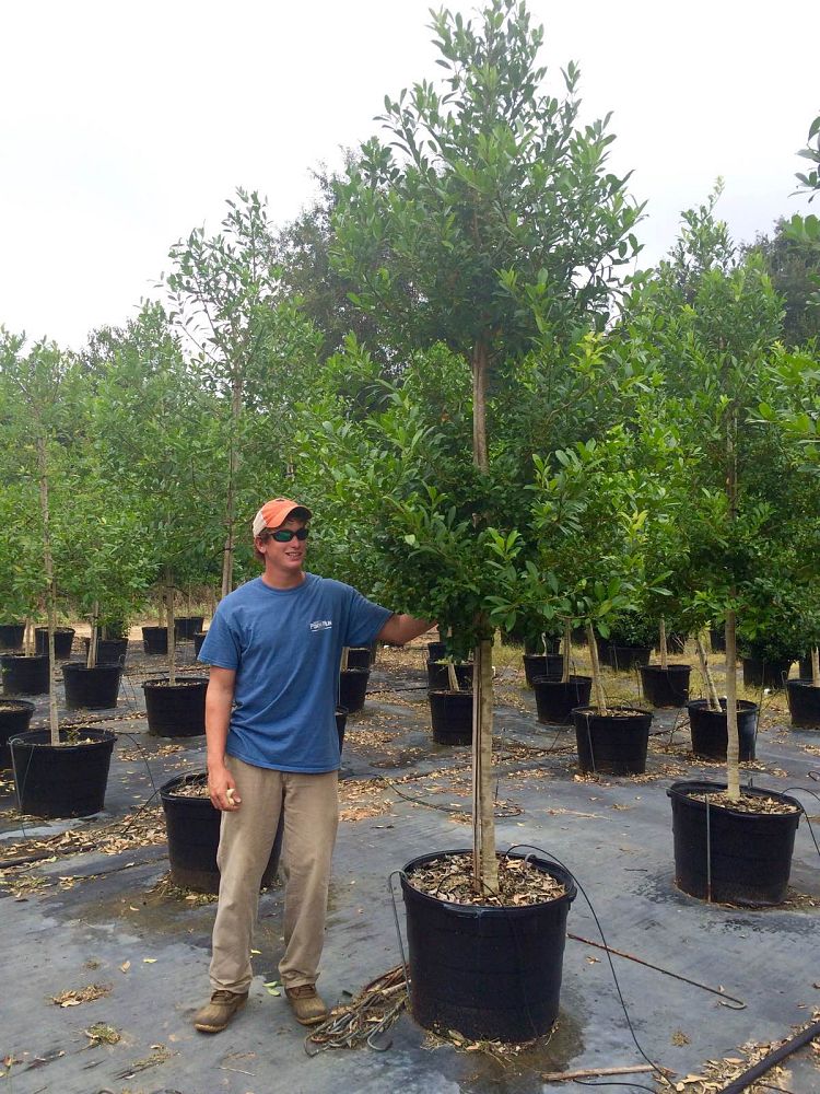 ilex-x-attenuata-eagleston-holly-eagleston-holly