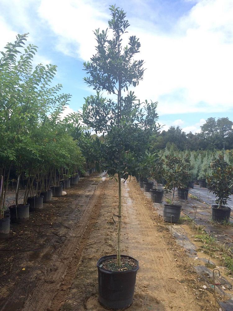 ilex-x-attenuata-eagleston-holly-eagleston-holly