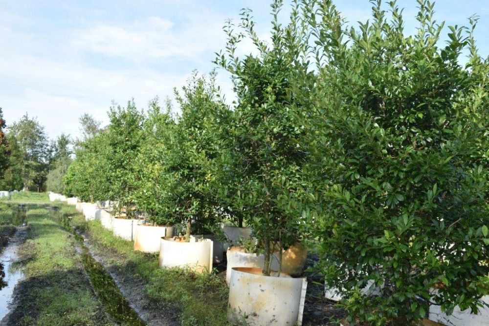ilex-x-attenuata-eagleston-holly-eagleston-holly