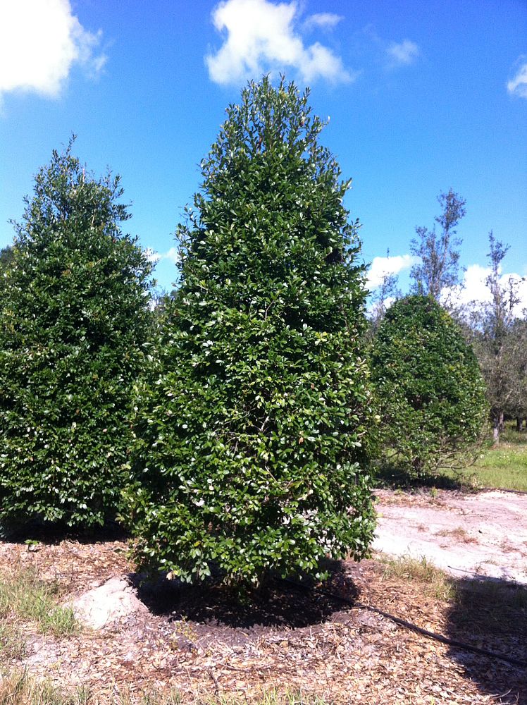 ilex-x-attenuata-eagleston-holly-eagleston-holly