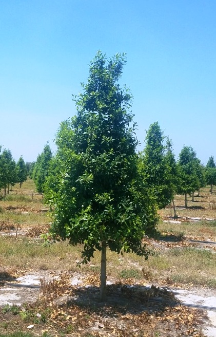 ilex-x-attenuata-eagleston-holly-eagleston-holly
