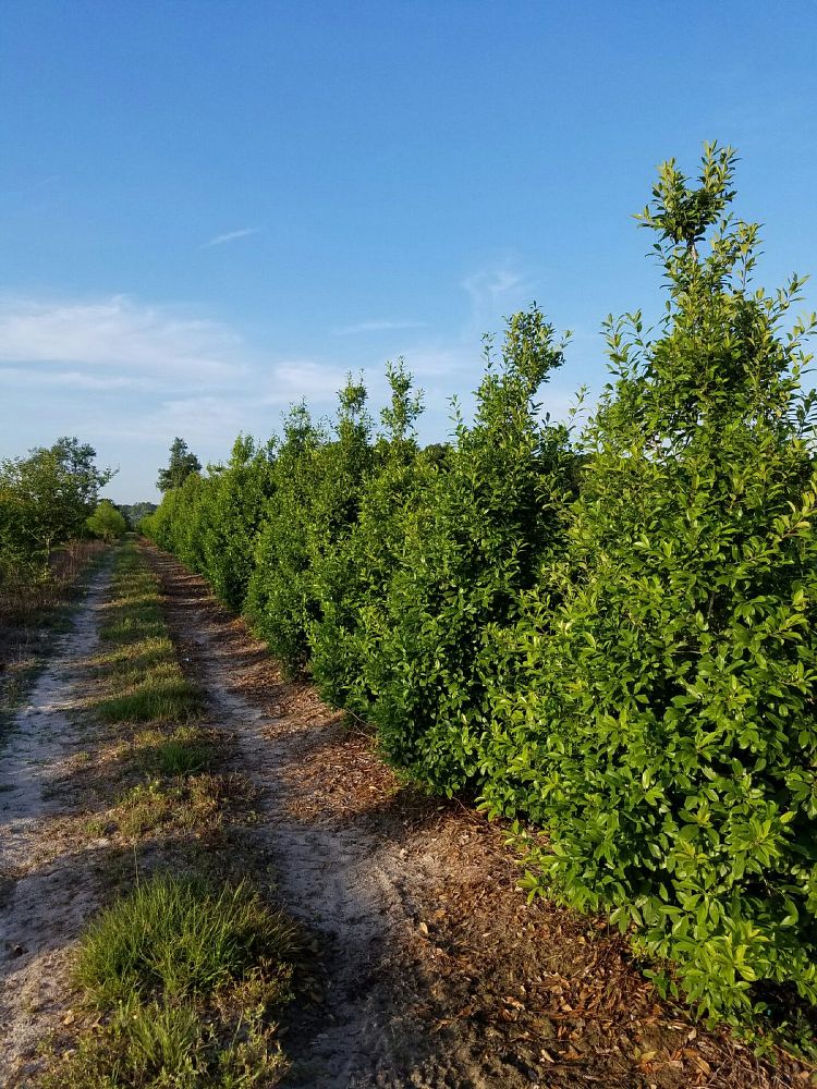 ilex-x-attenuata-eagleston-holly-eagleston-holly