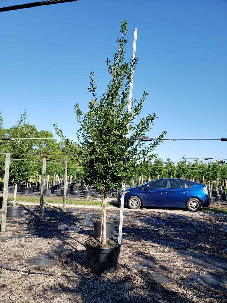 ilex-x-attenuata-eagleston-holly-eagleston-holly