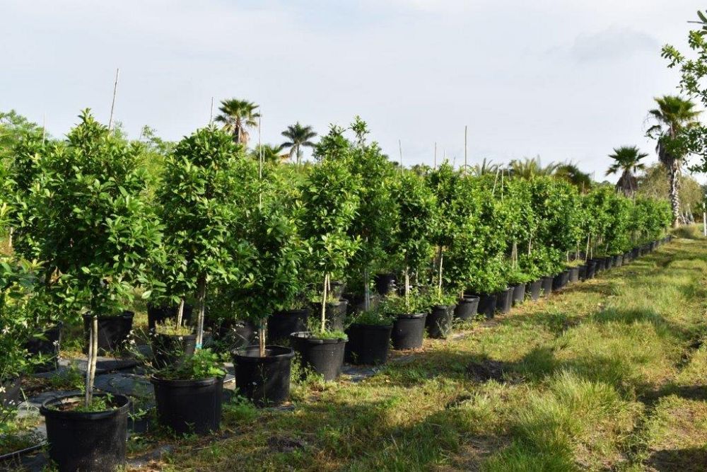 ilex-x-attenuata-eagleston-holly-eagleston-holly