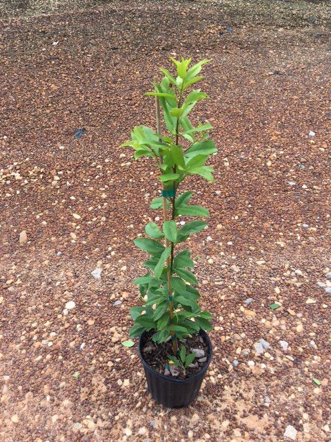 ilex-x-attenuata-eagleston-holly-eagleston-holly