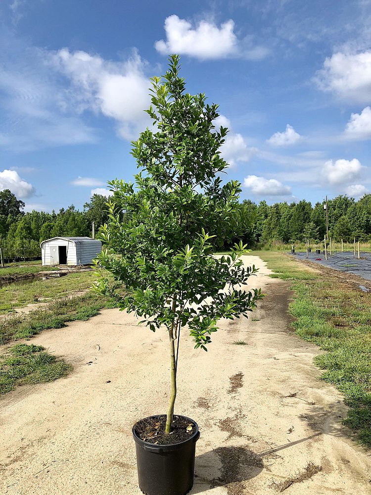 ilex-x-attenuata-eagleston-holly-eagleston-holly