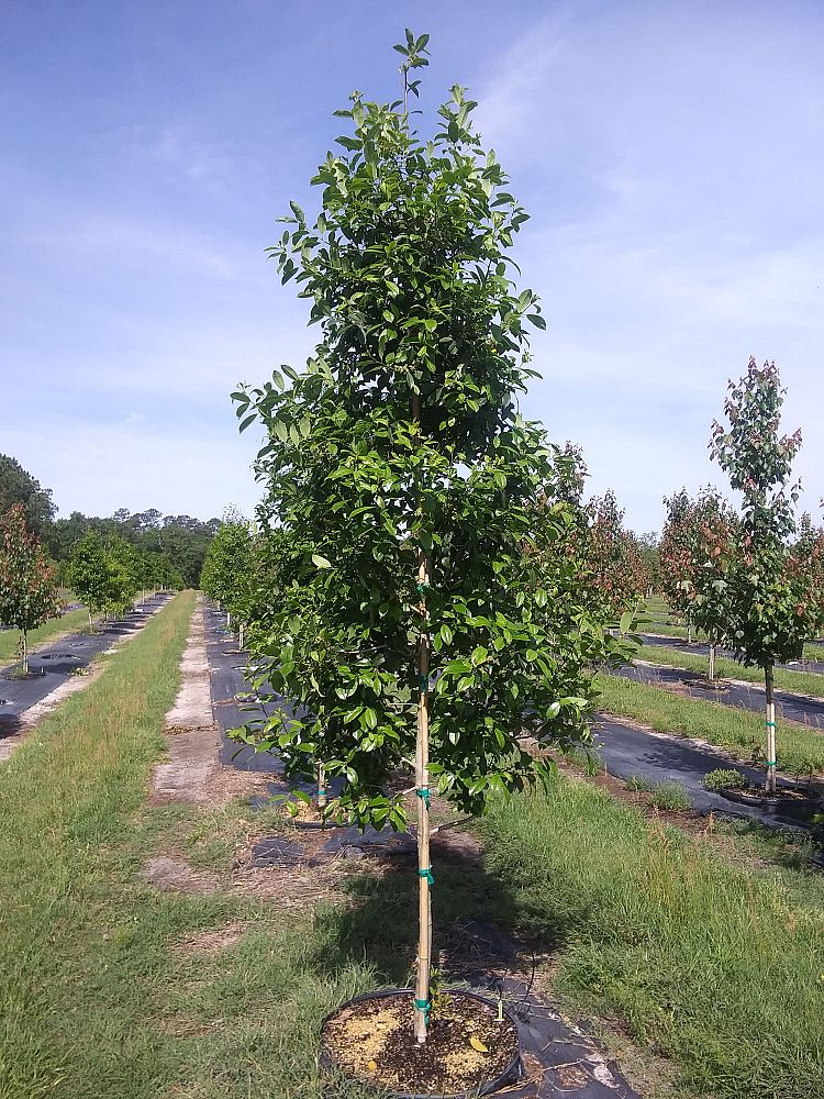 ilex-x-attenuata-eagleston-holly-eagleston-holly