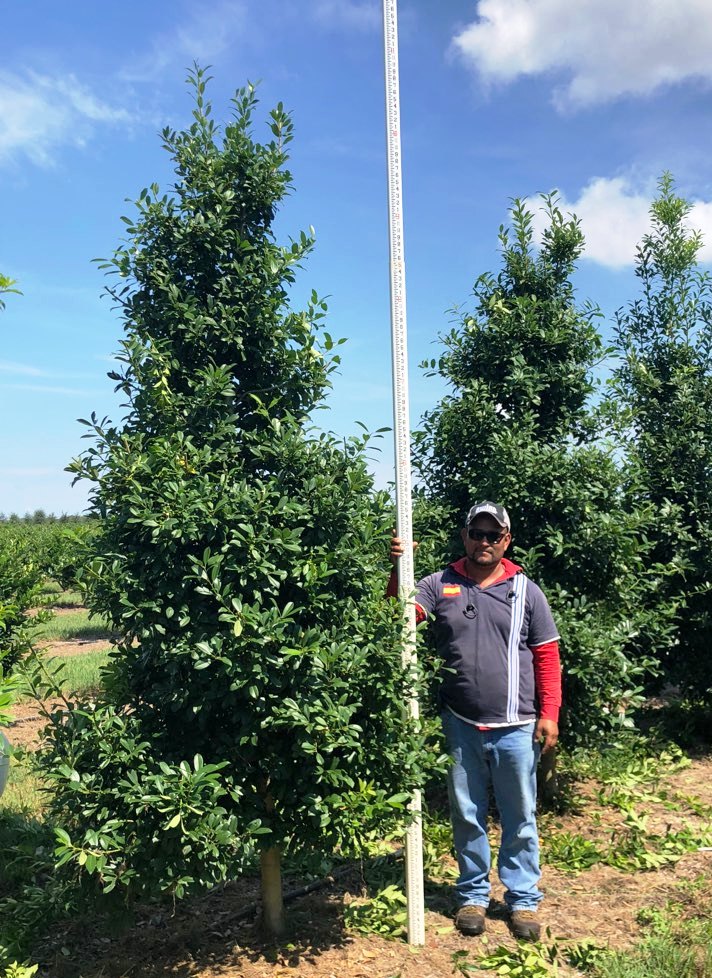 ilex-x-attenuata-eagleston-holly-eagleston-holly
