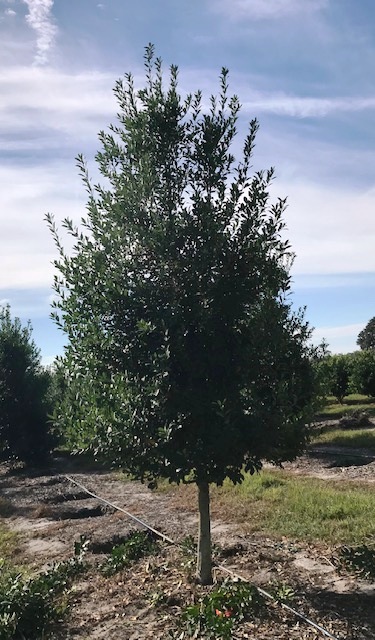 ilex-x-attenuata-eagleston-holly-eagleston-holly
