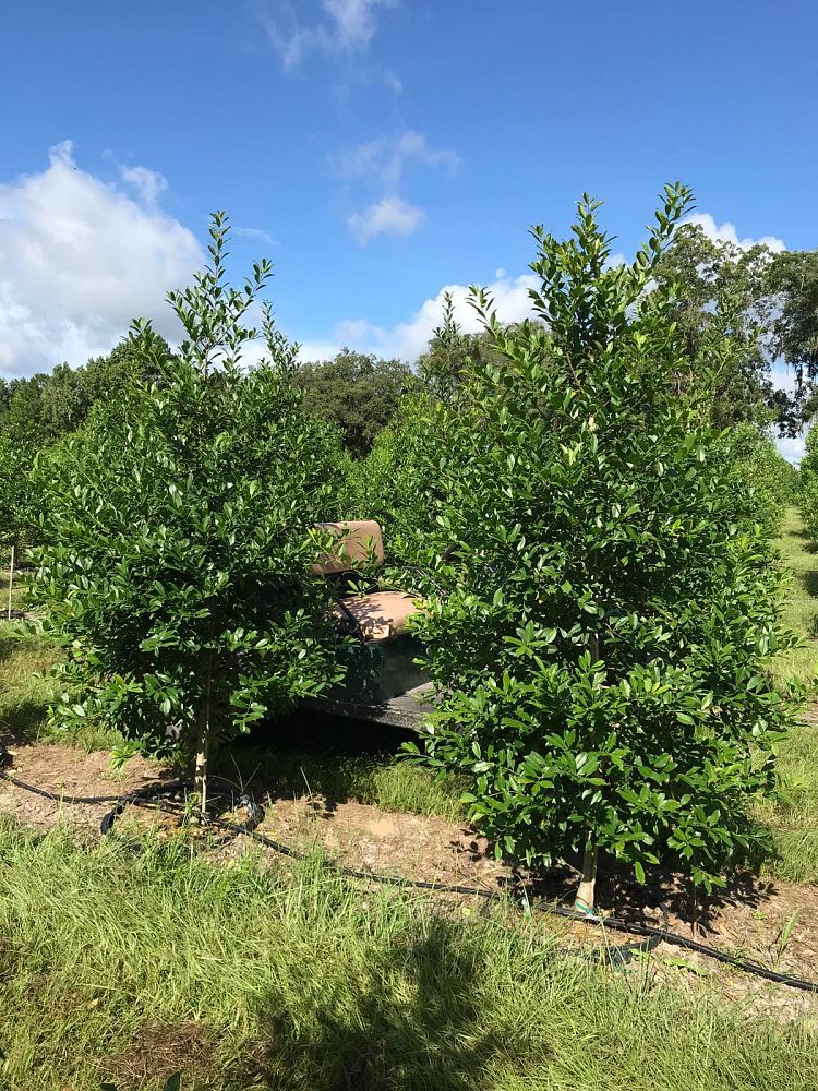 ilex-x-attenuata-eagleston-holly-eagleston-holly