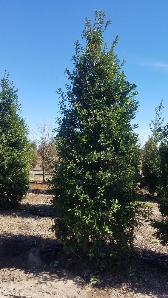 ilex-x-attenuata-eagleston-holly-eagleston-holly