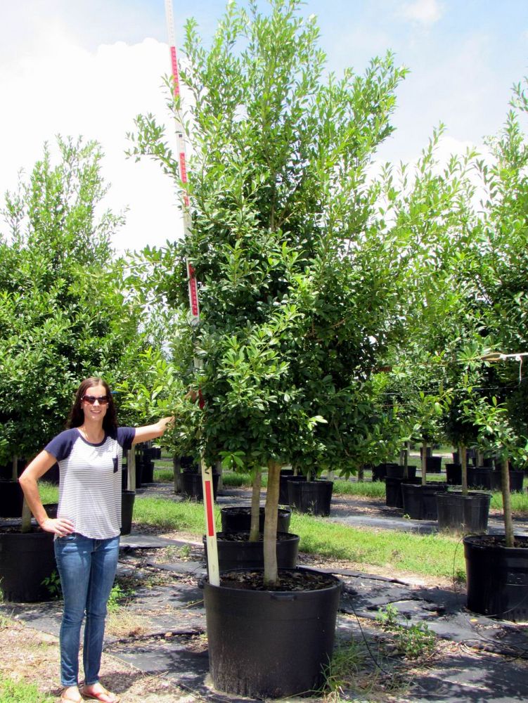 ilex-x-attenuata-eagleston-holly-eagleston-holly