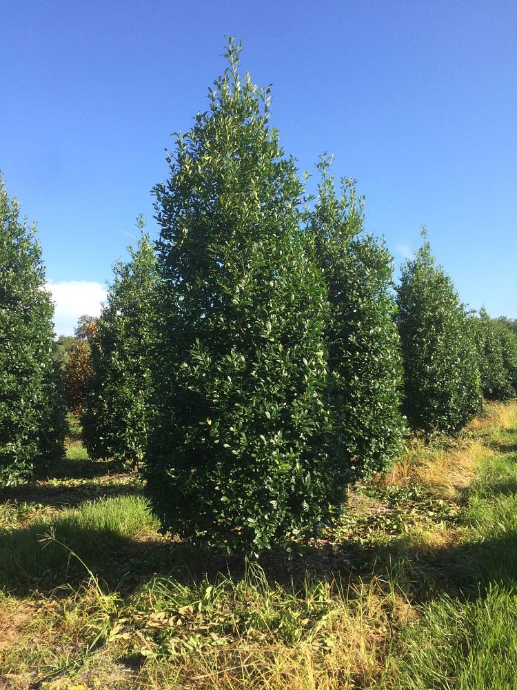 ilex-x-attenuata-eagleston-holly-eagleston-holly