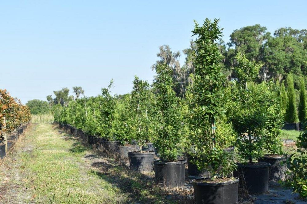 ilex-x-attenuata-eagleston-holly-eagleston-holly
