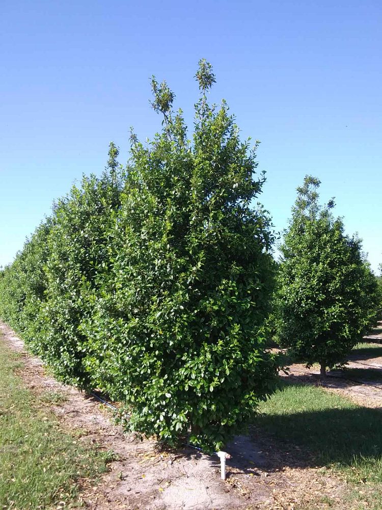 ilex-x-attenuata-eagleston-holly-eagleston-holly