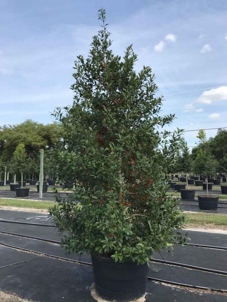ilex-x-attenuata-eagleston-holly-eagleston-holly