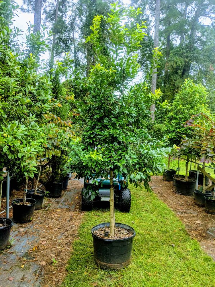 ilex-x-attenuata-eagleston-holly-eagleston-holly