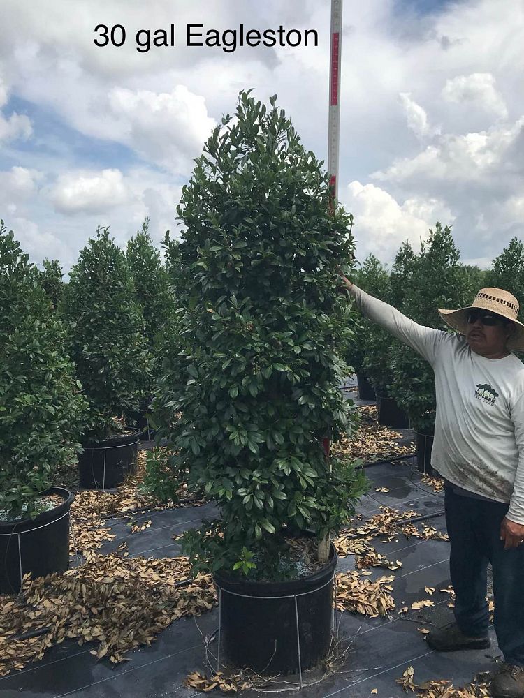 ilex-x-attenuata-eagleston-holly-eagleston-holly