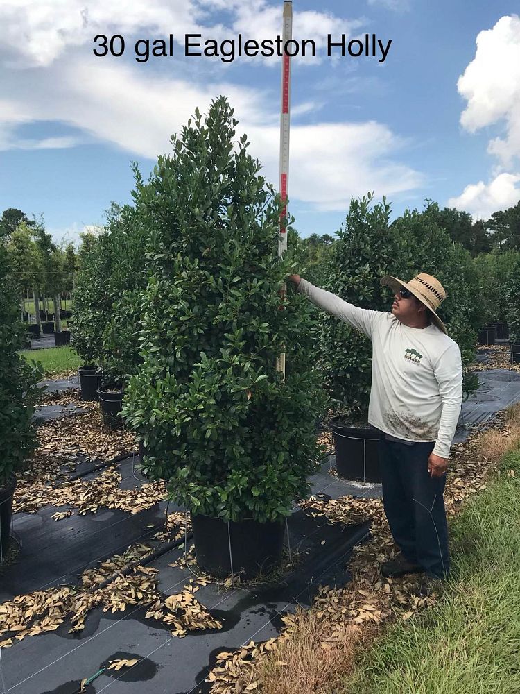 ilex-x-attenuata-eagleston-holly-eagleston-holly