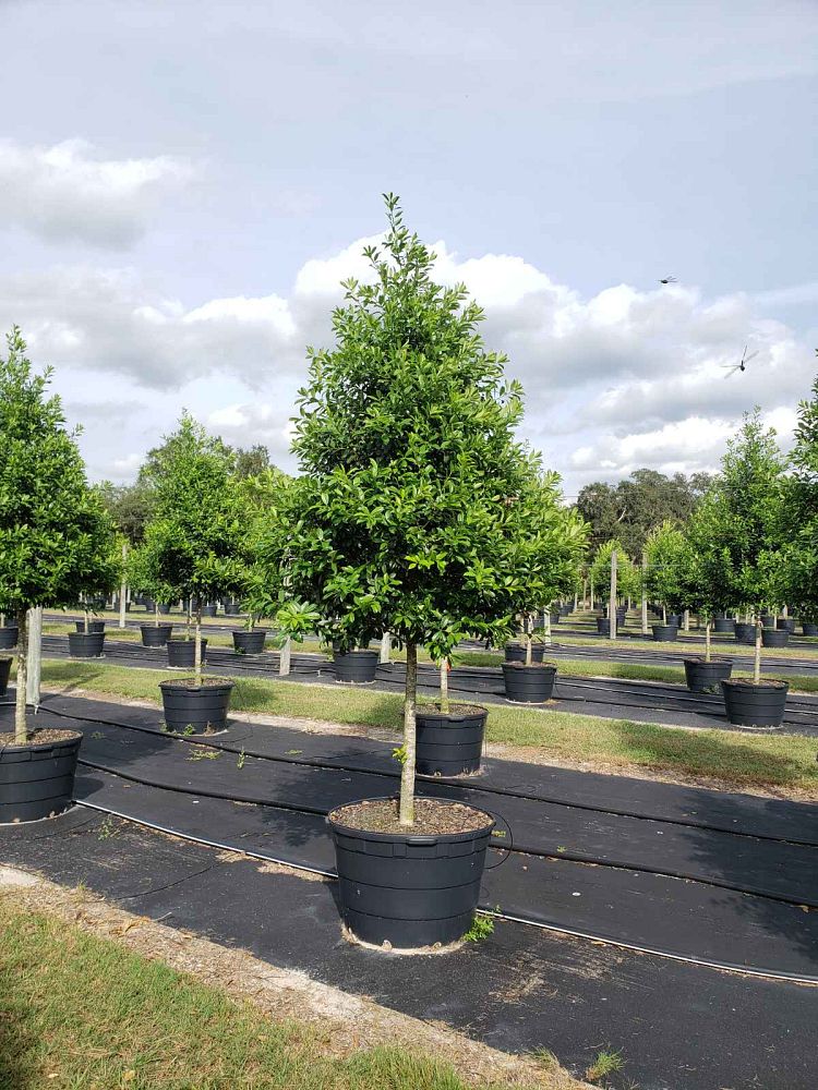 ilex-x-attenuata-eagleston-holly-eagleston-holly