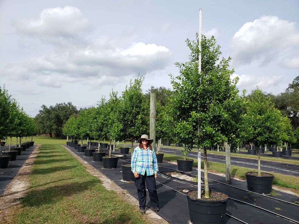 ilex-x-attenuata-eagleston-holly-eagleston-holly