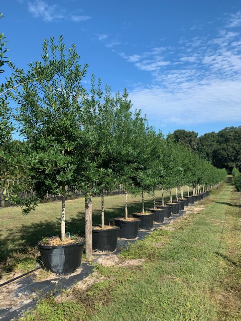 ilex-x-attenuata-eagleston-holly-eagleston-holly