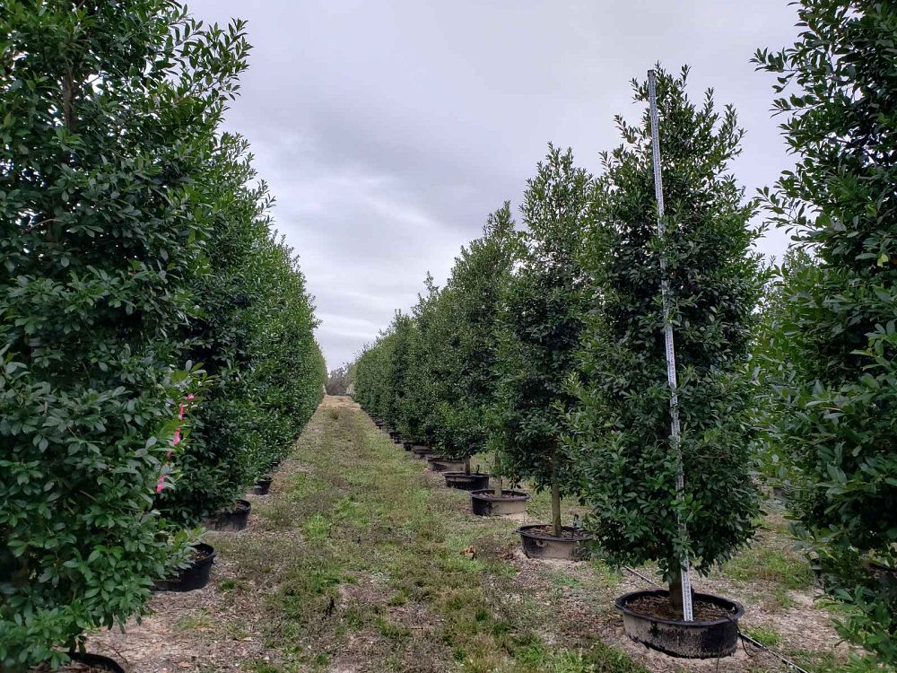 ilex-x-attenuata-eagleston-holly-eagleston-holly