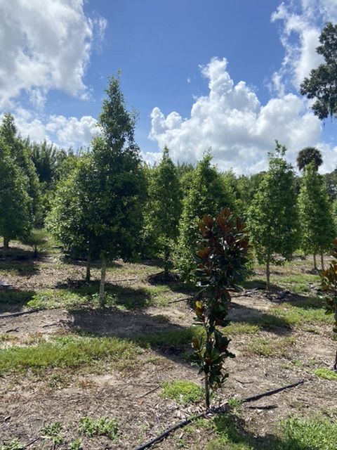 ilex-x-attenuata-eagleston-holly-eagleston-holly