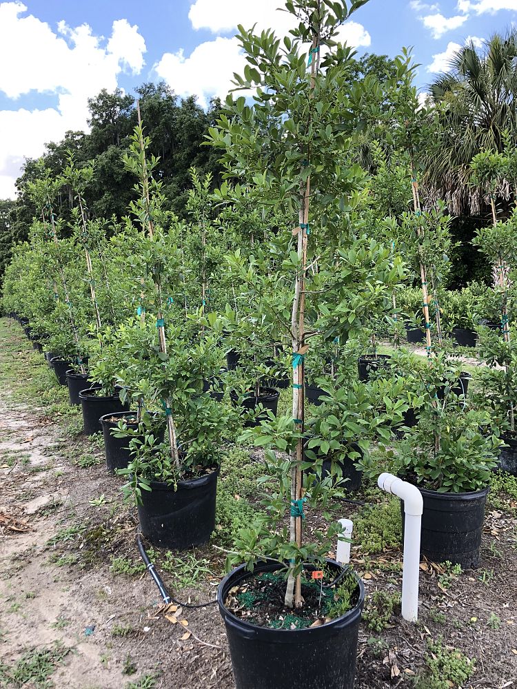 ilex-x-attenuata-eagleston-holly-eagleston-holly