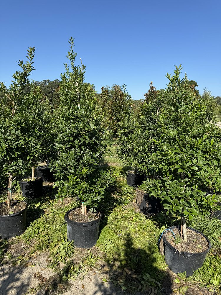 ilex-x-attenuata-eagleston-holly-eagleston-holly