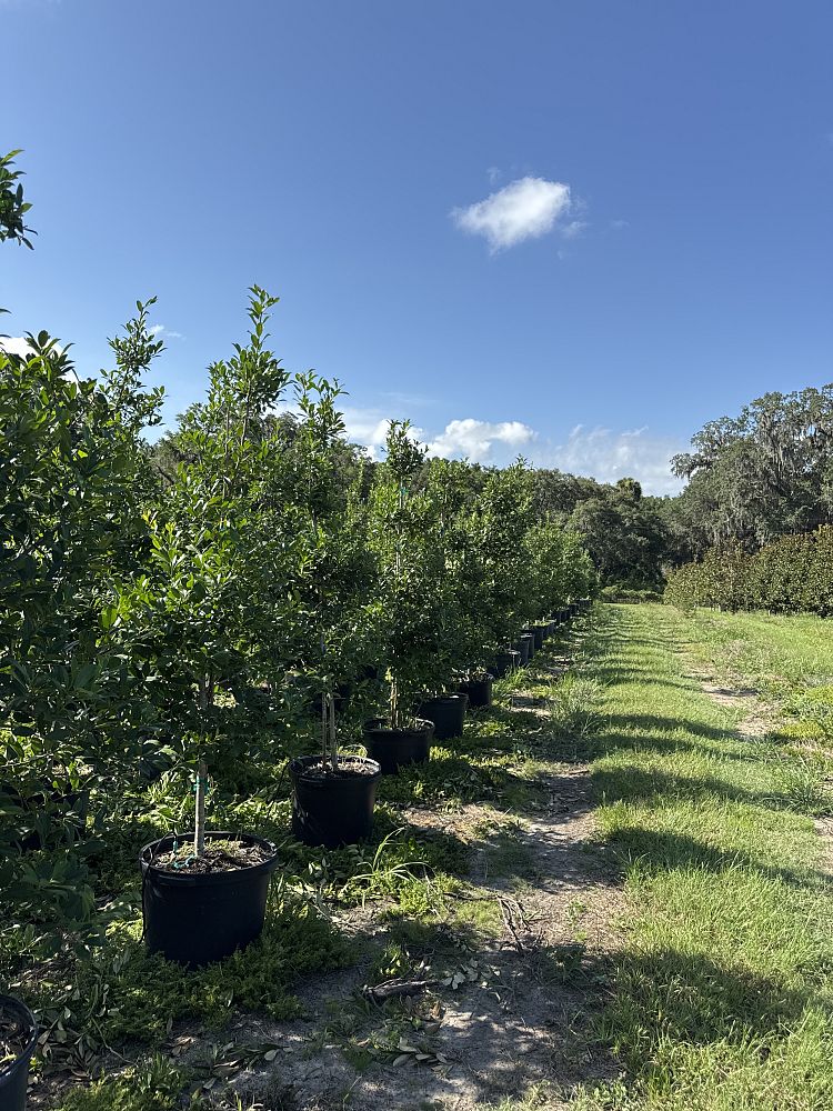 ilex-x-attenuata-eagleston-holly-eagleston-holly