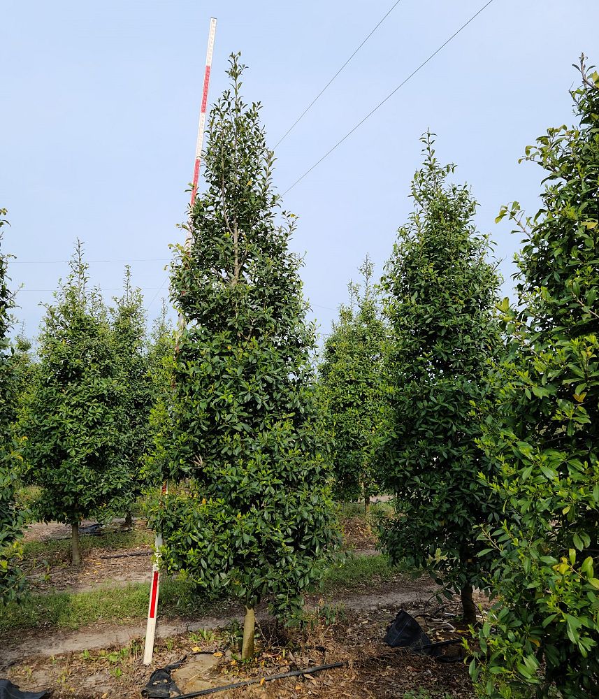 ilex-x-attenuata-eagleston-holly-eagleston-holly