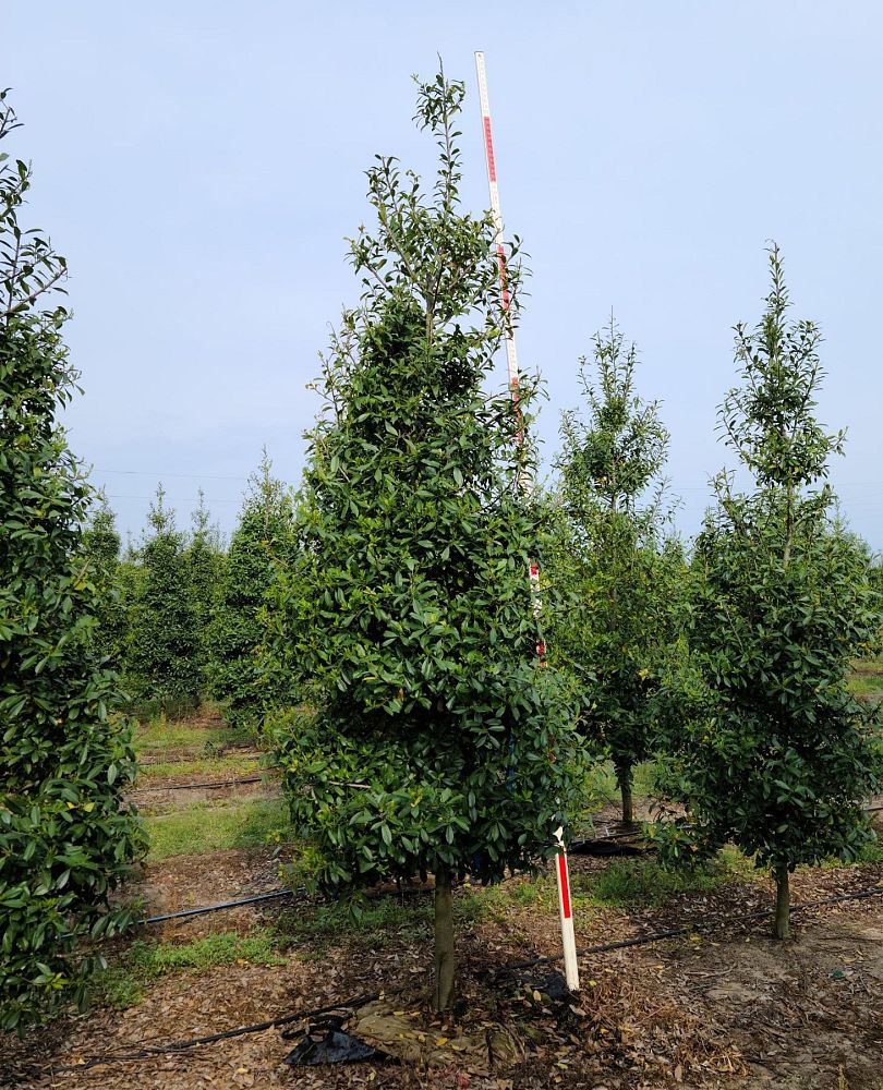 ilex-x-attenuata-eagleston-holly-eagleston-holly