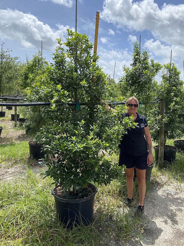 ilex-x-attenuata-eagleston-holly-eagleston-holly