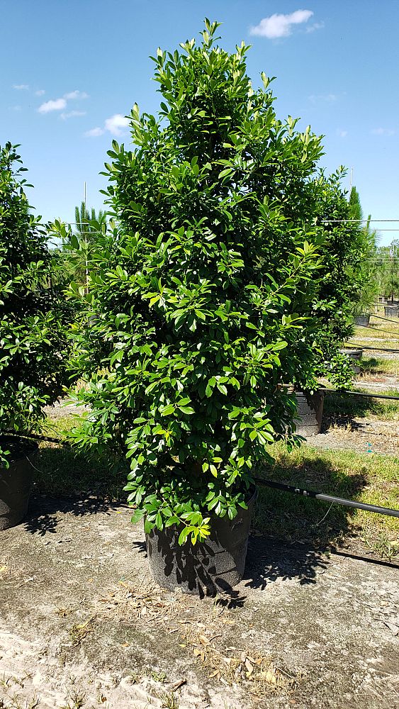 ilex-x-attenuata-eagleston-holly-eagleston-holly