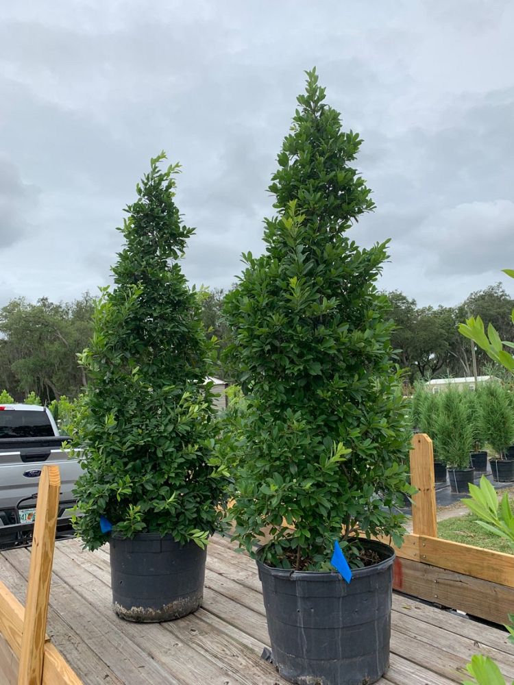 ilex-x-attenuata-eagleston-holly-eagleston-holly