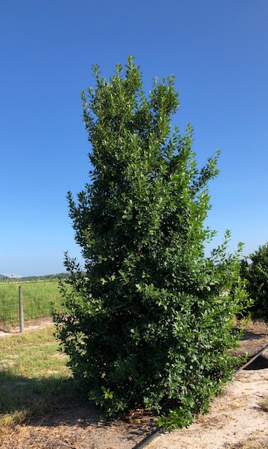 ilex-x-attenuata-eagleston-holly-eagleston-holly