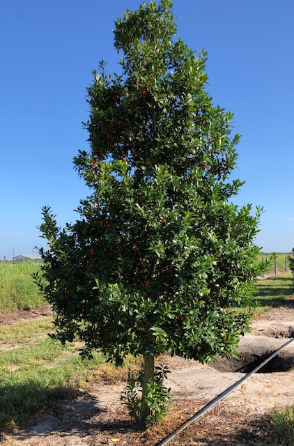 ilex-x-attenuata-eagleston-holly-eagleston-holly