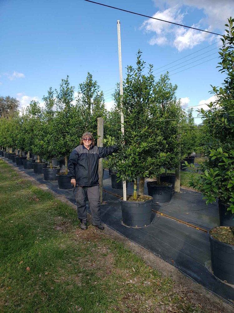 ilex-x-attenuata-eagleston-holly-eagleston-holly