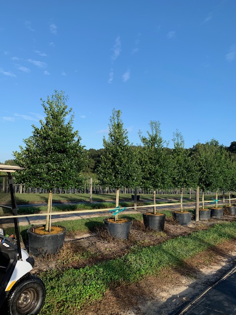 ilex-x-attenuata-eagleston-holly-eagleston-holly