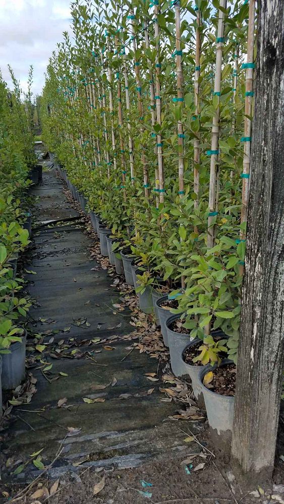 ilex-x-attenuata-eagleston-holly-eagleston-holly
