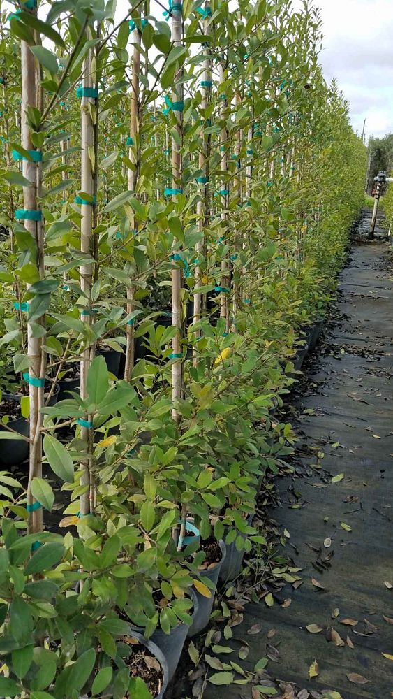 ilex-x-attenuata-eagleston-holly-eagleston-holly