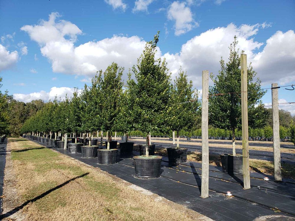 ilex-x-attenuata-eagleston-holly-eagleston-holly
