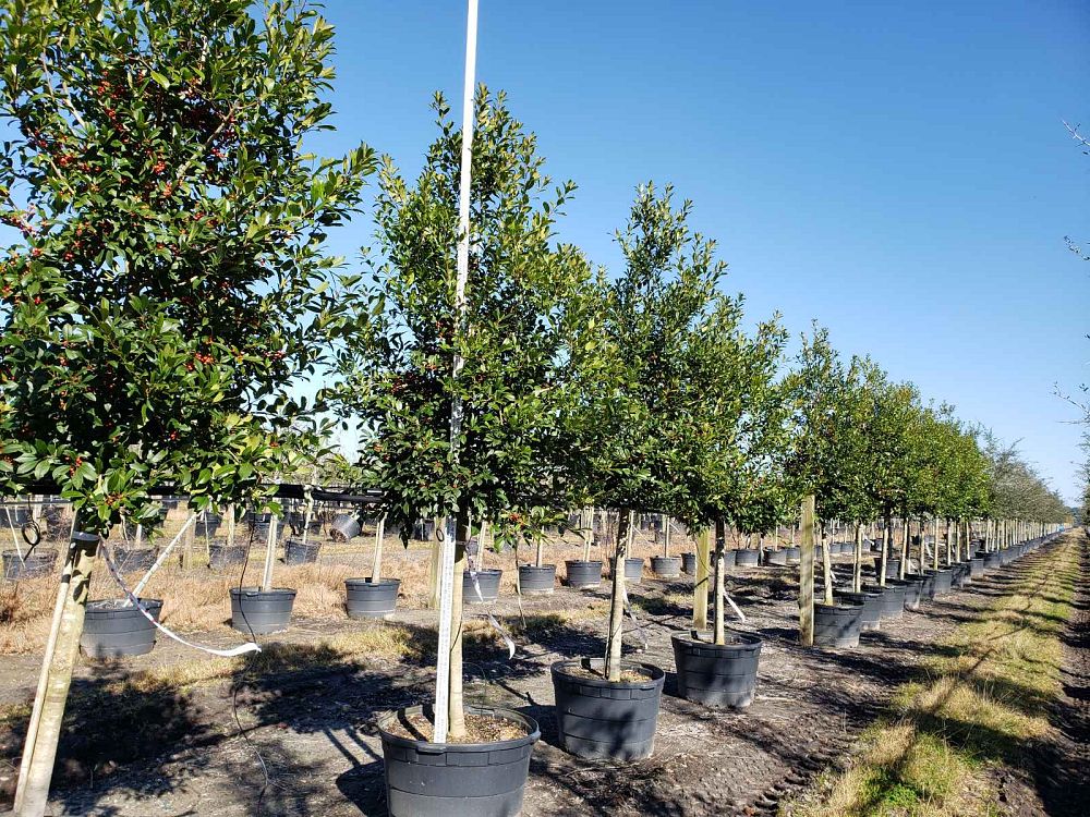 ilex-x-attenuata-eagleston-holly-eagleston-holly
