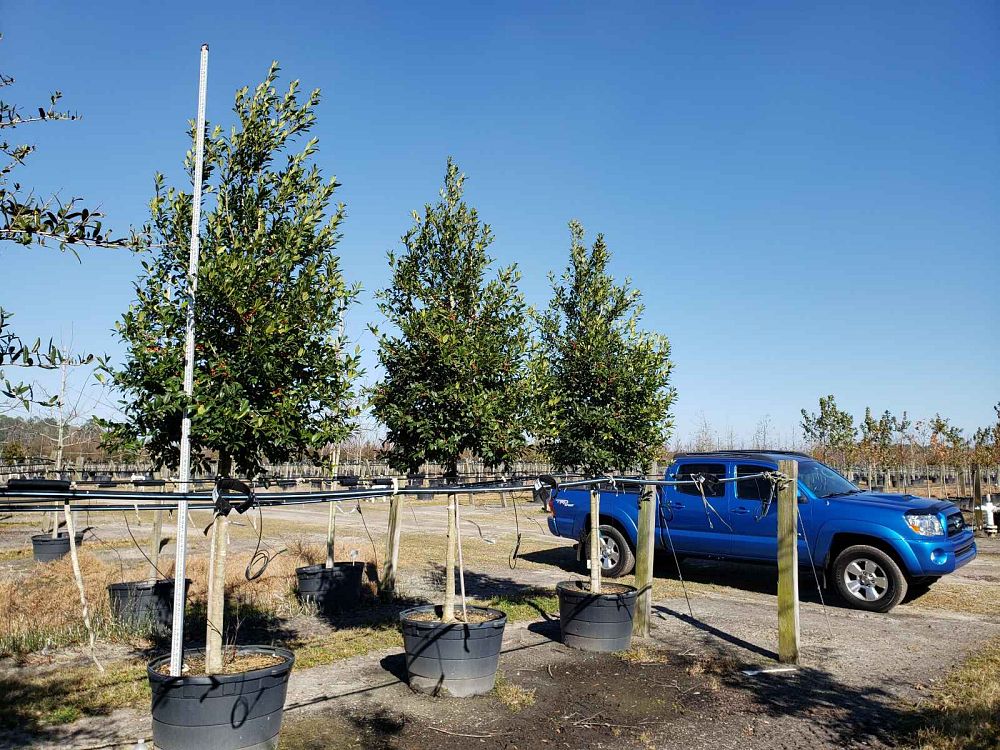ilex-x-attenuata-eagleston-holly-eagleston-holly