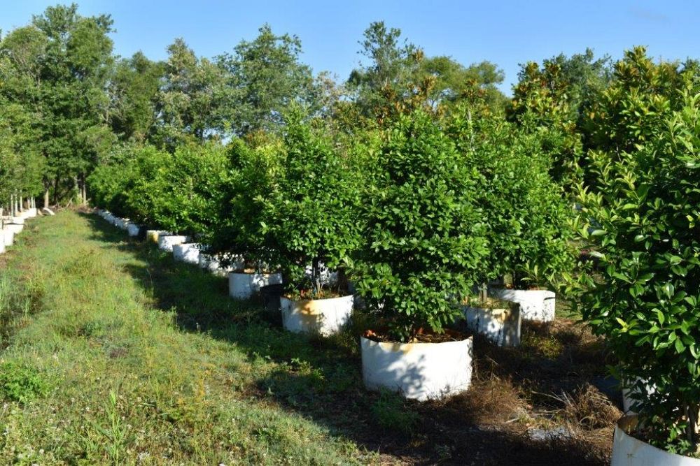 ilex-x-attenuata-eagleston-holly-eagleston-holly