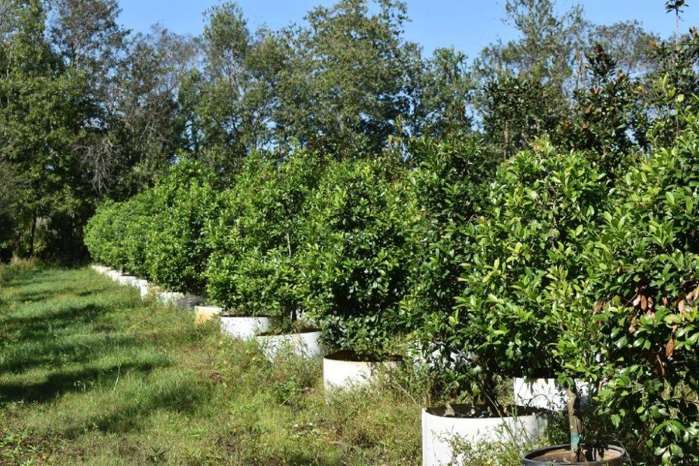 ilex-x-attenuata-eagleston-holly-eagleston-holly